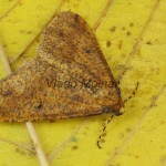 Erannis defoliaria - Piadivka zimná 21-40-23