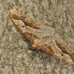 Erannis defoliaria - Piadivka zimná 21-57-33