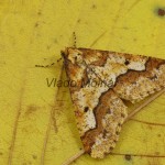 Erannis defoliaria - Piadivka zimná 21-59-04