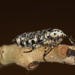 Erannis defoliaria - Piadivka zimná /samička/ 21-59-49