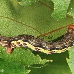 Erannis defoliaria - Piadivka zimná 213505