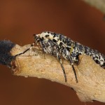 Erannis defoliaria - Piadivka zimná /samička/ 22-00-28