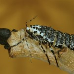 Erannis defoliaria - Piadivka zimná /samička/ 22-01-27