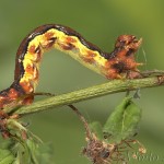 Erannis defoliaria - Piadivka zimná 22-51-08