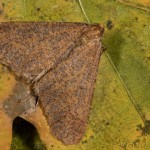  Erannis defoliaria - Piadivka zimná 23-15-08.jpg