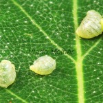 Erannis defoliaria - Piadivka zimná parazity 215902