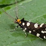 Euplocamus anthracinalis - Trúdnikovec ozdobný 21-53-26