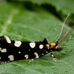 Euplocamus anthracinalis - Trúdnikovec ozdobný 21-56-45