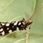 Euplocamus anthracinalis - Trúdnikovec ozdobný 22-24-23