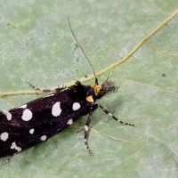 Euplocamus anthracinalis - Trúdnikovec ozdobný 222027