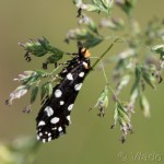 Euplocamus anthracinalis - Trúdnikovec ozdobný IMG_3175