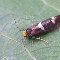 Incurvaria masculella - Blyštek bukový 090040