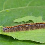 Malacosoma neustria - Priadkovec obrúčkatý 173557