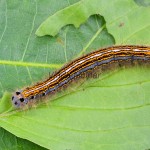 Malacosoma neustria - Priadkovec obrúčkatý 182512