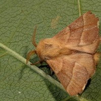 Malacosoma neustria - Priadkovec obrúčkatý 21-46-48