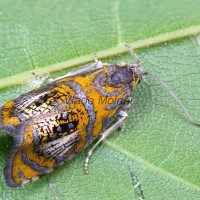 Olethreutes arcuella - Obaľovač hrabankový 082619