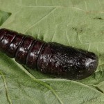 Pheosia tremula - Chochlatka osiková 17-23-37