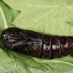 Pheosia tremula - Chochlatka osiková 17-24-35