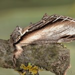 Pheosia tremula - Chochlatka osiková 17-47-07