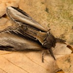 Pheosia tremula - Chochlatka osiková 18-52-13