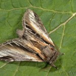 Pheosia tremula - Chochlatka osiková 22-22-31