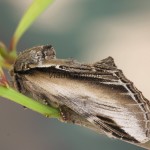 Pheosia tremula - Chochlatka osiková 222604