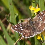 Pyrgus malvae - Súmračník jahodový IMG_4000