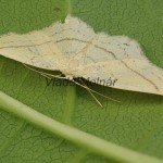 Cyclophora linearia - Piadica buková 104444