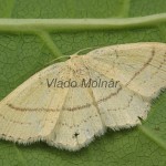 Cyclophora linearia - Piadica buková 104749