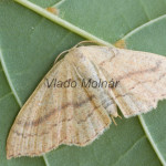 Cyclophora linearia cf - Piadica buková 161247