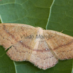 Cyclophora linearia cf - Piadica buková 172134