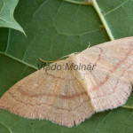 Cyclophora linearia cf - Piadica buková 174121