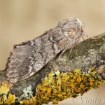 Drymonia ruficornis - Chochlatka dubová 17-11-47