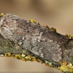 Drymonia ruficornis - Chochlatka dubová 17-12-30