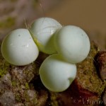 Drymonia ruficornis - Chochlatka dubová 17-13-48