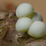 Drymonia ruficornis - Chochlatka dubová 17-16-01