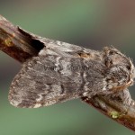 Drymonia ruficornis - Chochlatka dubová 170121