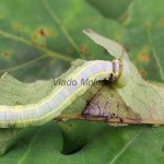 Drymonia ruficornis - Chochlatka dubová 172003