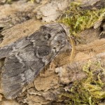 Drymonia ruficornis - Chochlatka dubová 174742