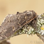 Drymonia ruficornis - Chochlatka dubová 18-08-56