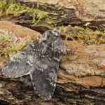 Drymonia ruficornis - Chochlatka dubová 182115