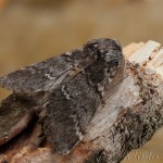 Drymonia ruficornis - Chochlatka dubová 19-24-26