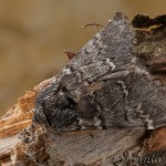 Drymonia ruficornis - Chochlatka dubová 19-26-26