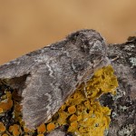 Drymonia ruficornis - Chochlatka dubová 19-48-32