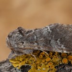 Drymonia ruficornis - Chochlatka dubová 19-49-57
