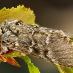 Drymonia ruficornis - Chochlatka dubová 19-50-21