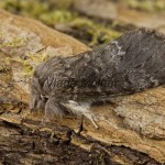 Drymonia ruficornis - Chochlatka dubová 192800