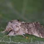 Drymonia ruficornis - Chochlatka dubová 20-09-09