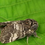 Drymonia ruficornis - Chochlatka dubová 20-19-18