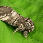 Drymonia ruficornis - Chochlatka dubová 20-21-47